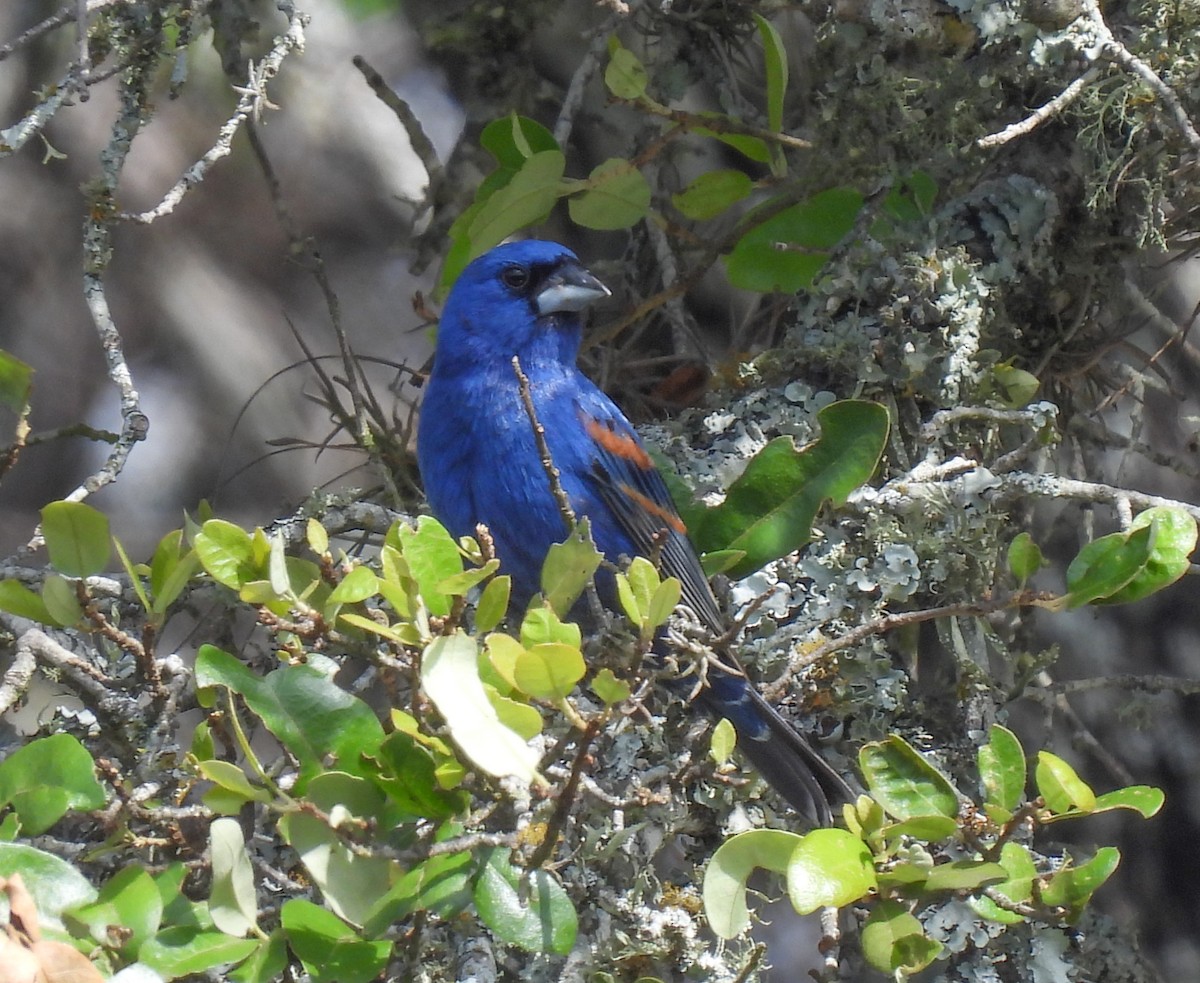 Blue Grosbeak - Patty Leslie Pasztor