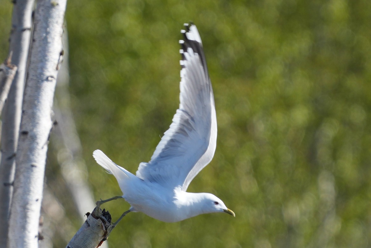 Short-billed Gull - ML619308141