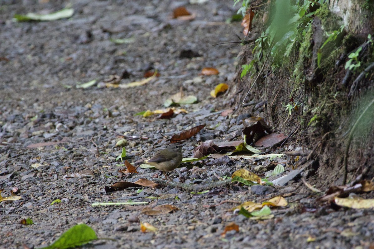 Buff-rumped Warbler - allie bluestein