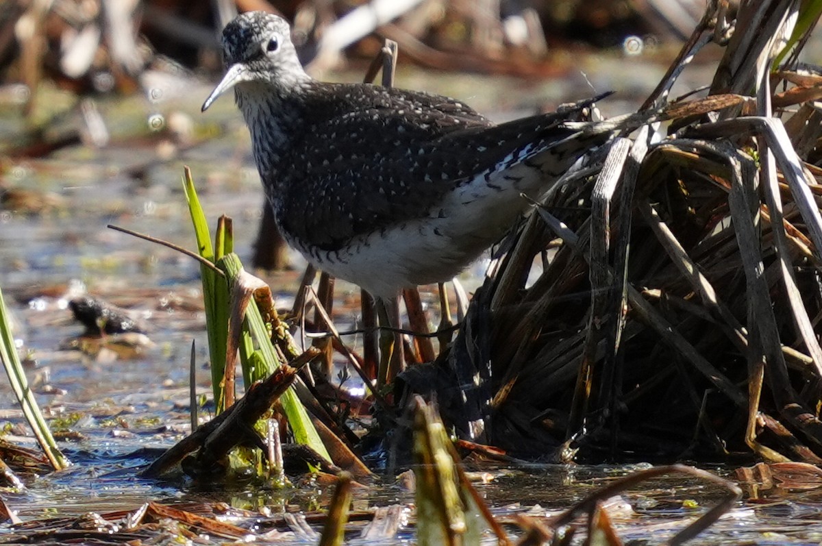 Lesser Yellowlegs - Emily Mackevicius