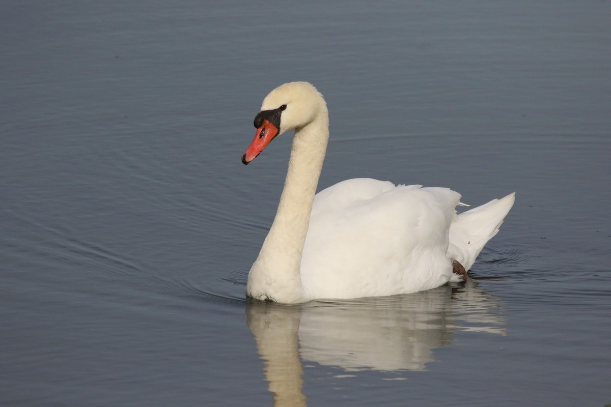 Mute Swan - Deryl Nethercott