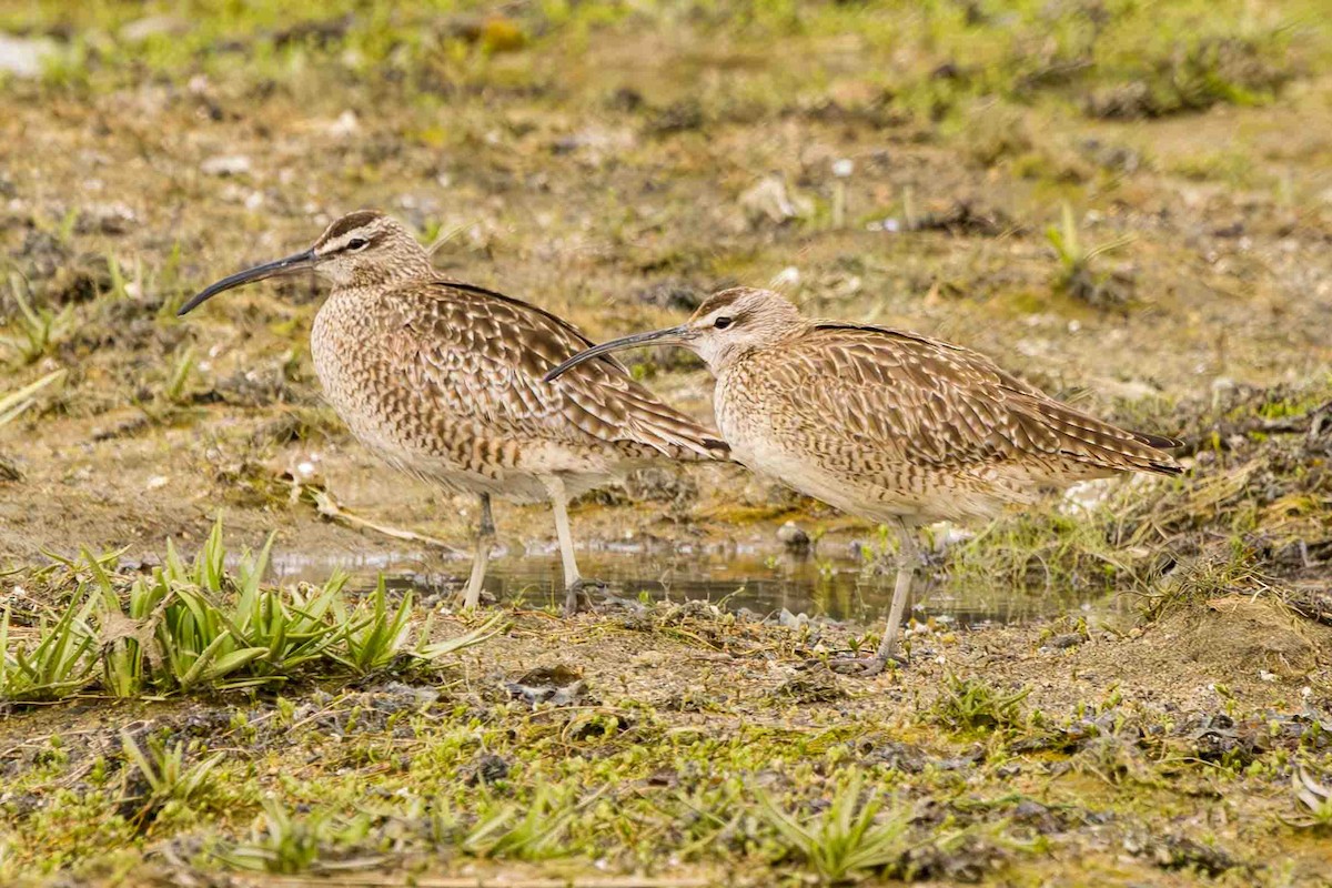 Whimbrel - Scott Fischer