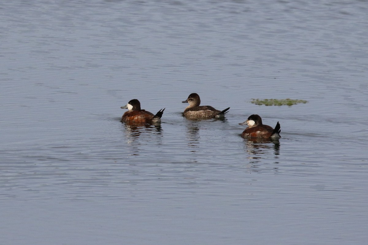 Ruddy Duck - Deryl Nethercott