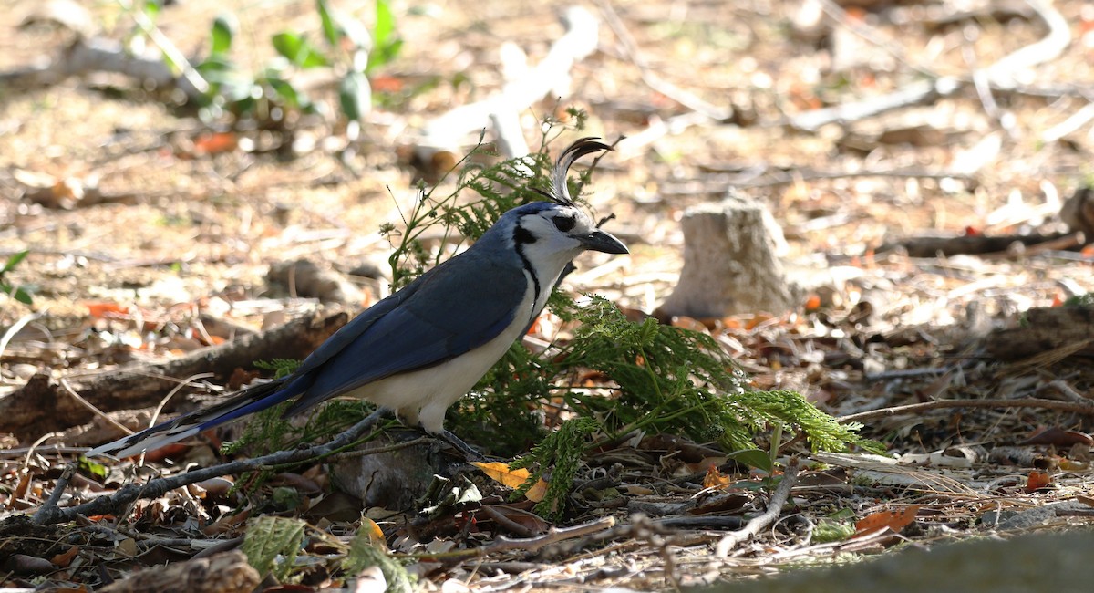 White-throated Magpie-Jay - Richard Greenhalgh