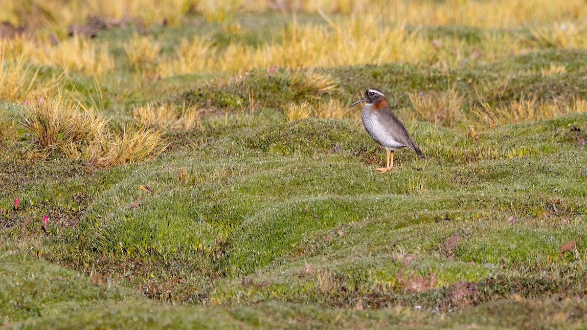 Diademed Sandpiper-Plover - Michael Riffel