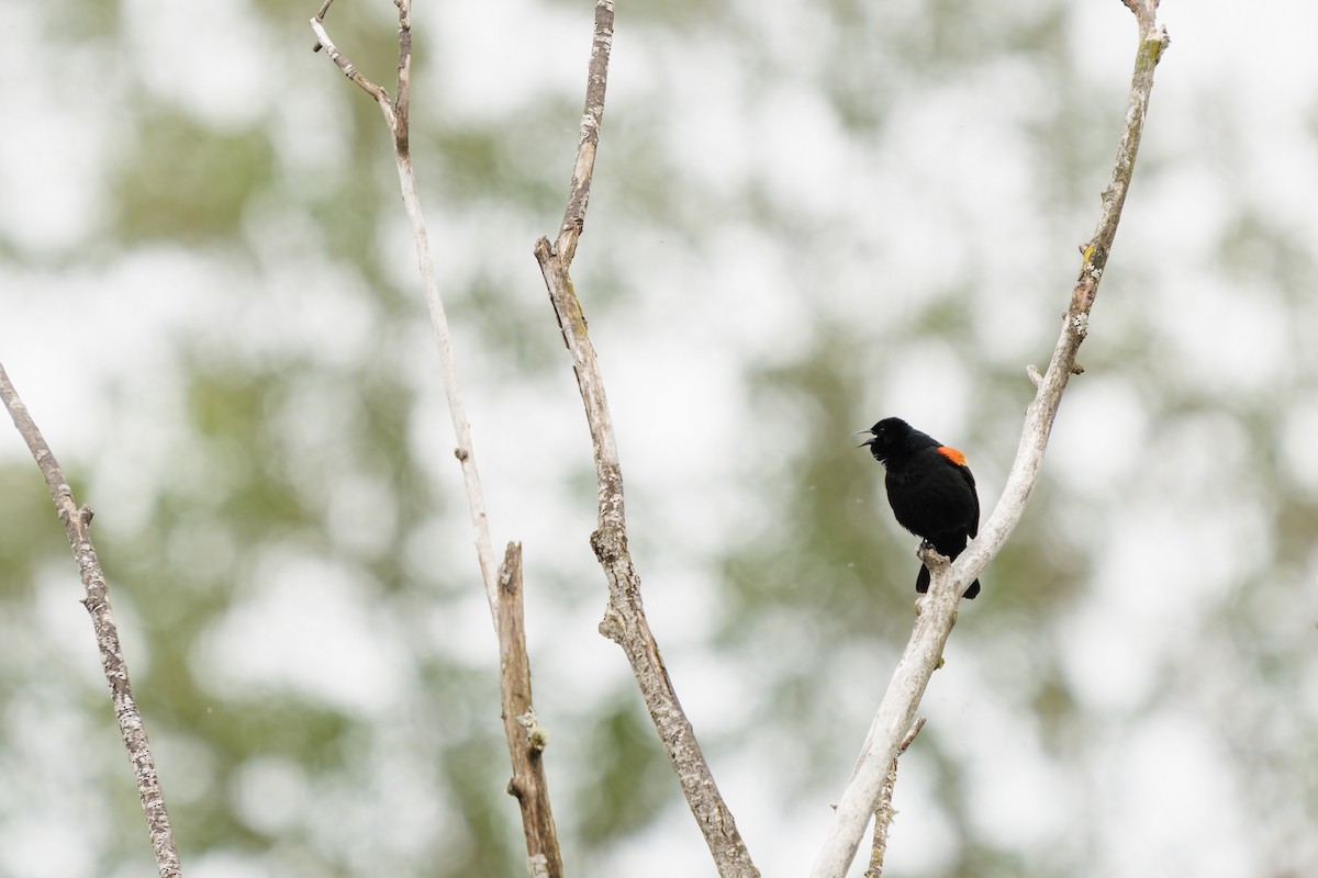 Red-winged Blackbird - Garrett Sheets