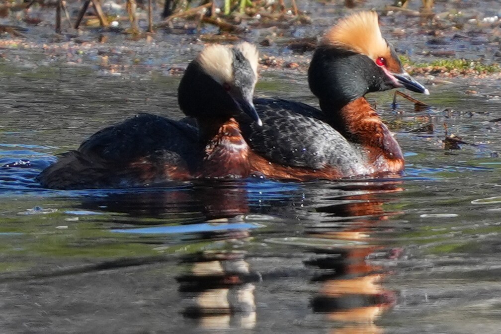 Horned Grebe - Emily Mackevicius