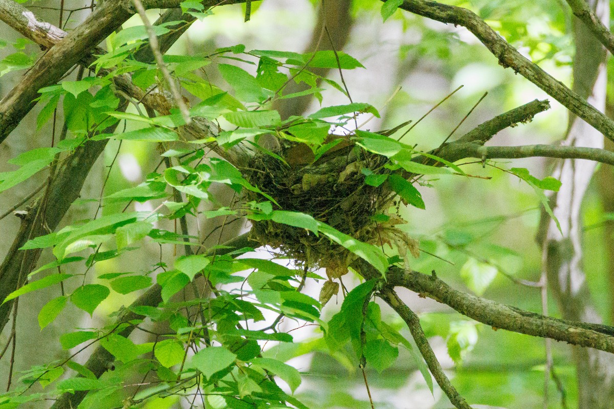 Wood Thrush - Walter D