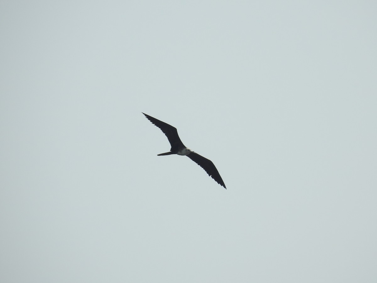 Magnificent Frigatebird - Wendi Leonard