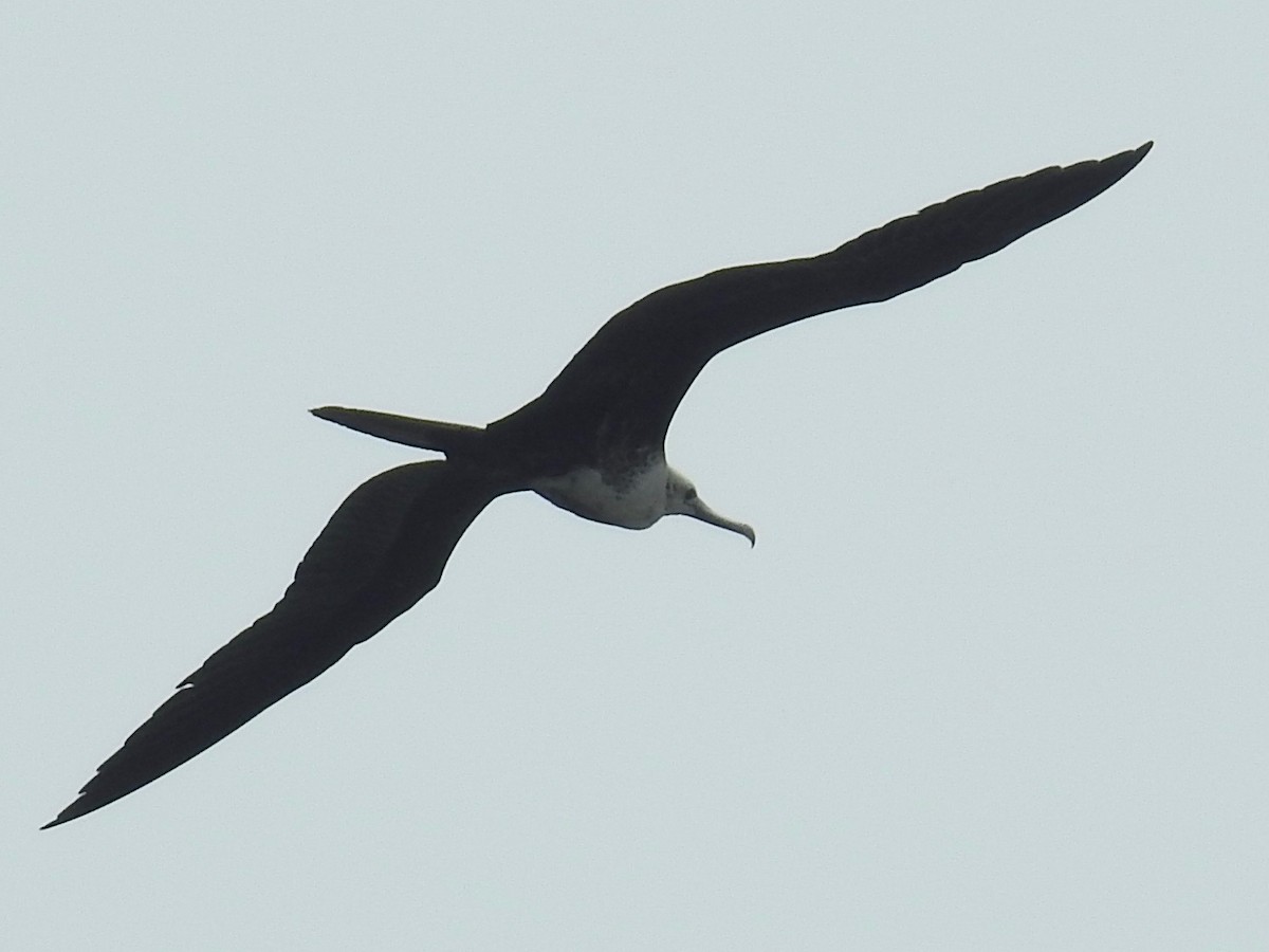 Magnificent Frigatebird - Wendi Leonard