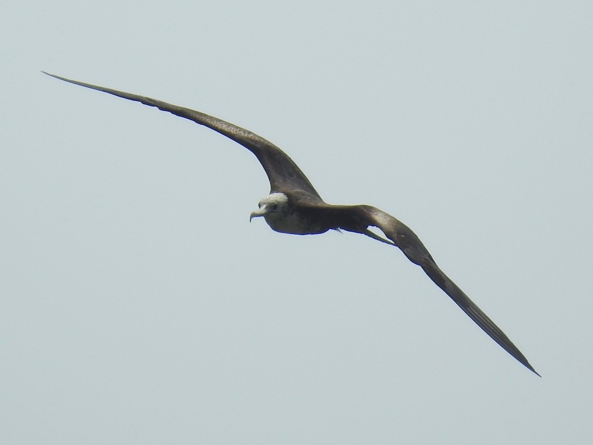 Magnificent Frigatebird - Wendi Leonard