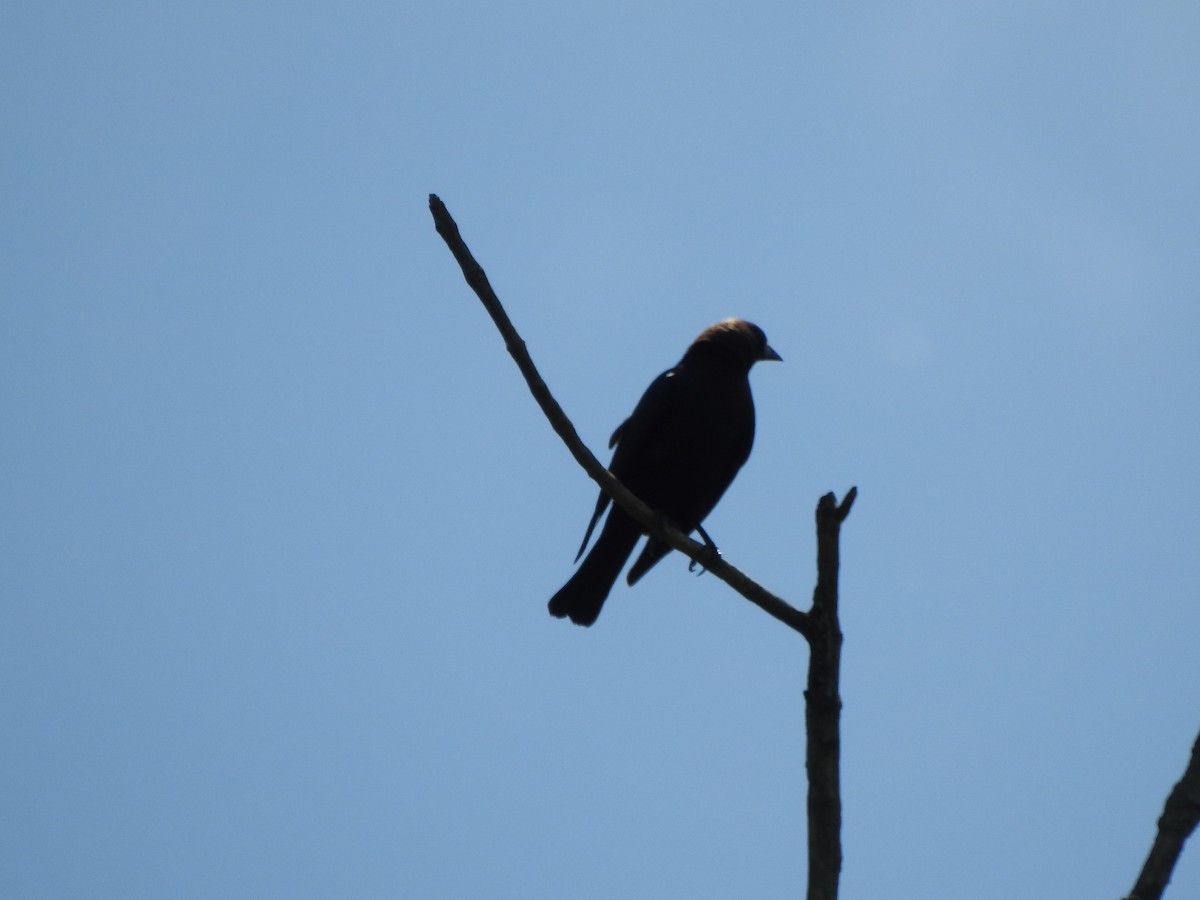 Brown-headed Cowbird - Ron Marek