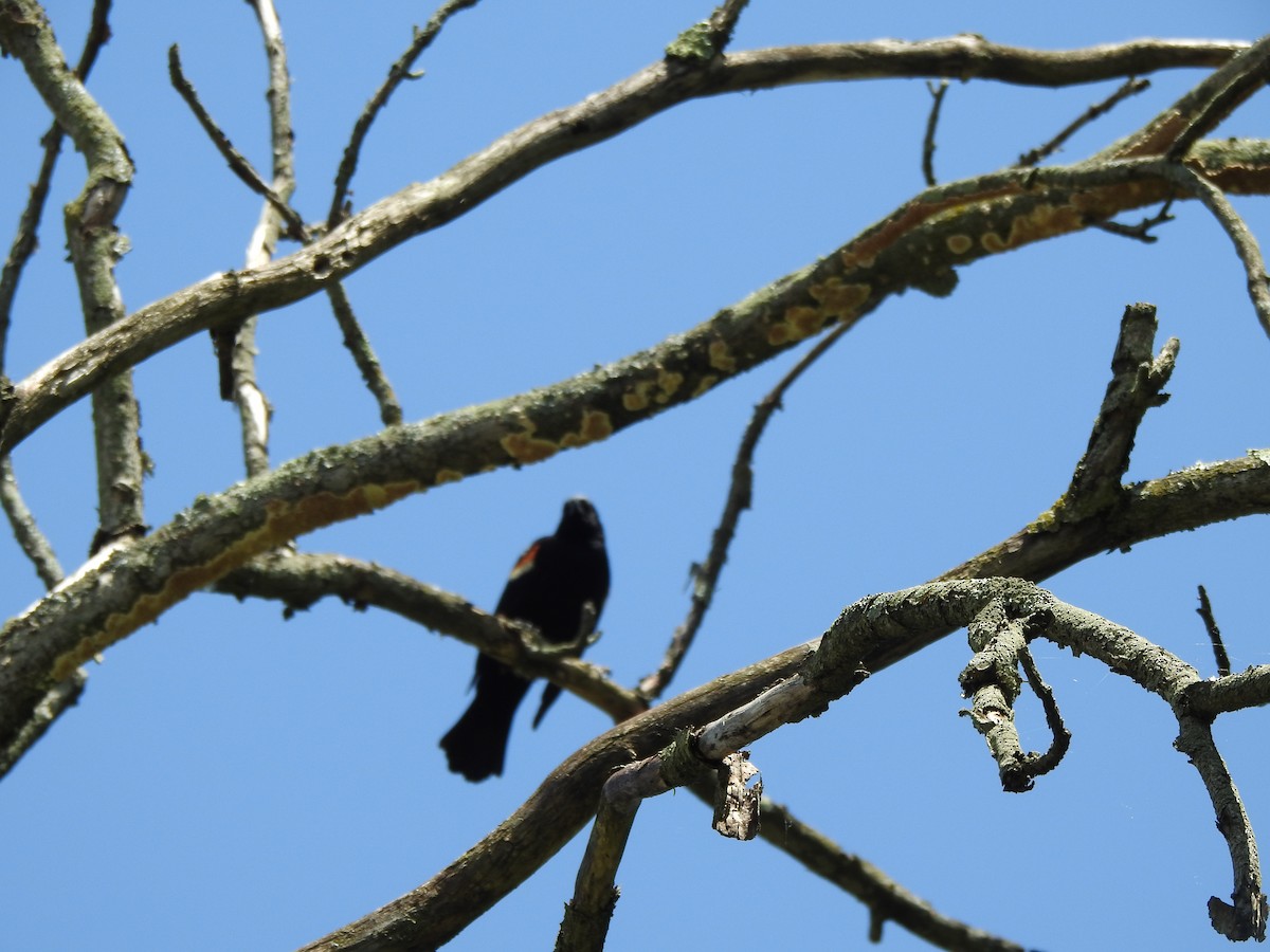 Red-winged Blackbird - Ron Marek