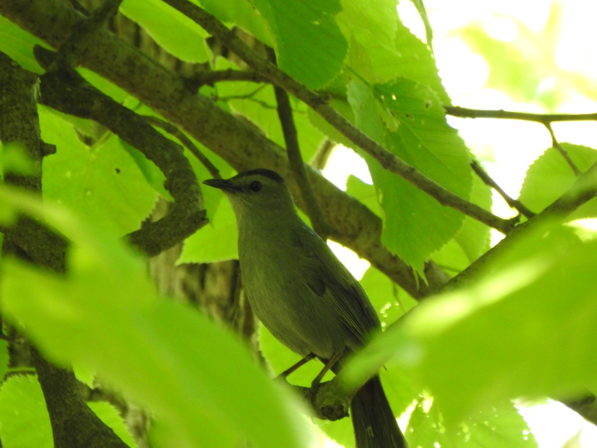 Gray Catbird - Ron Marek