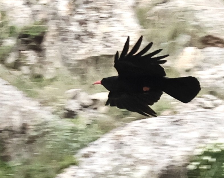 Red-billed Chough - ML619308246