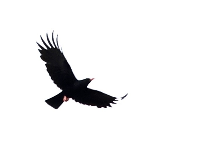 Red-billed Chough - ML619308247