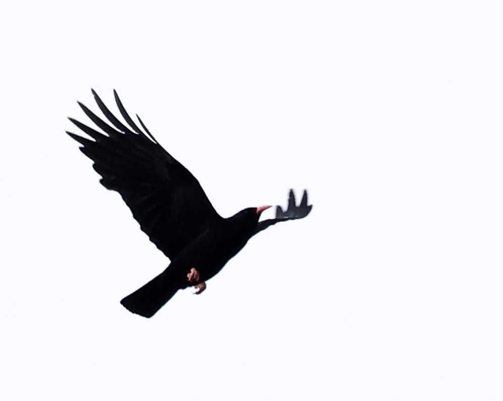 Red-billed Chough - ML619308248