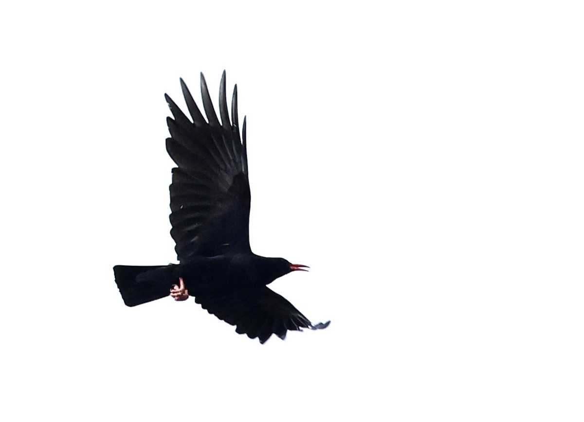 Red-billed Chough - ML619308249