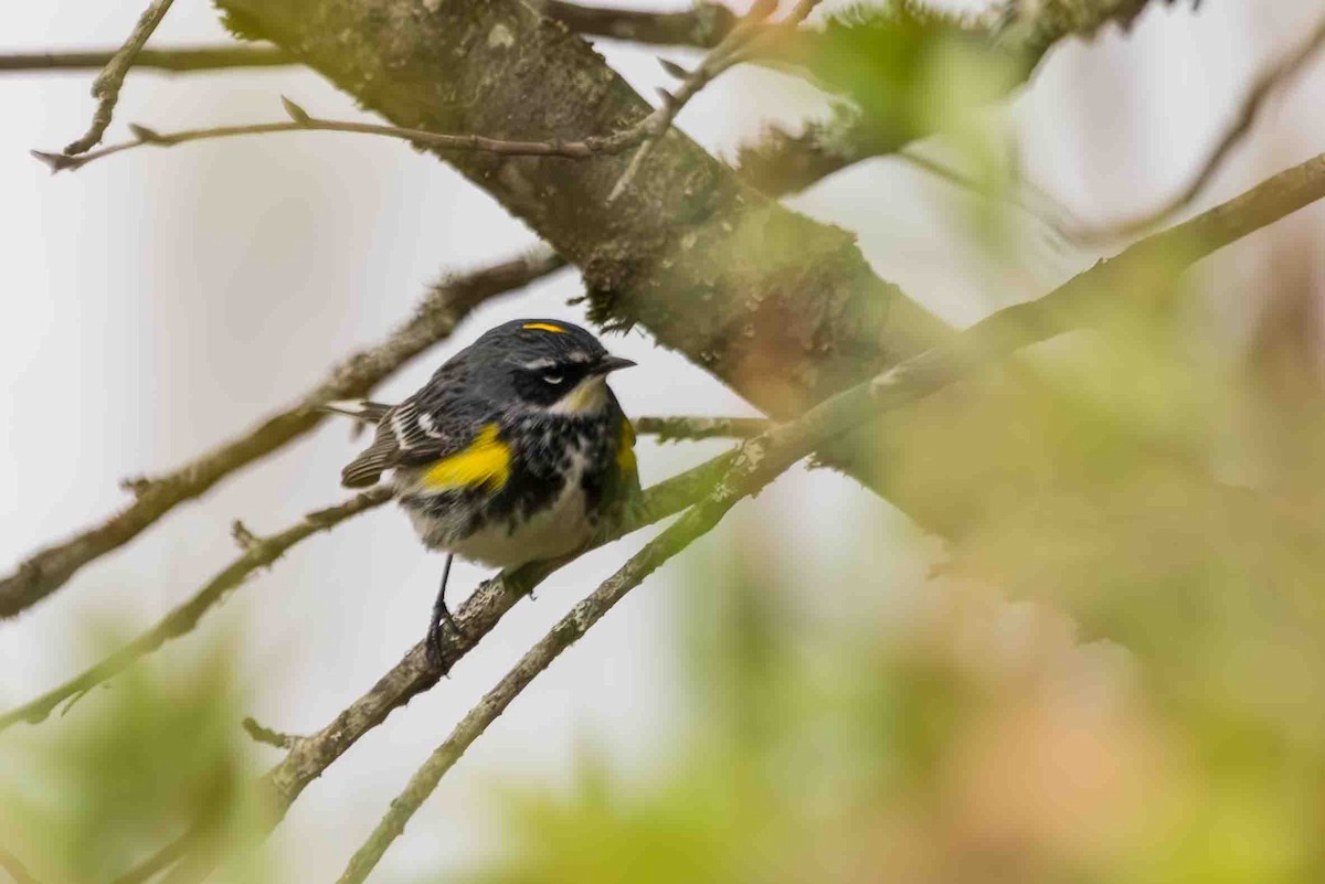 Yellow-rumped Warbler (Myrtle) - Scott Fischer