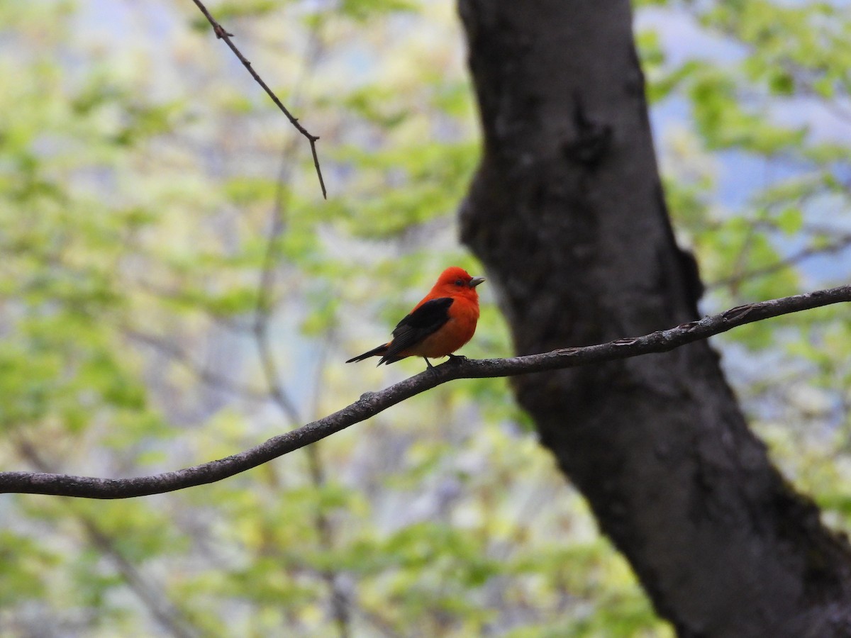 Scarlet Tanager - Mark Donahue
