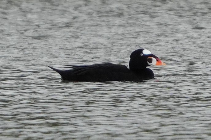 Surf Scoter - Emily Mackevicius