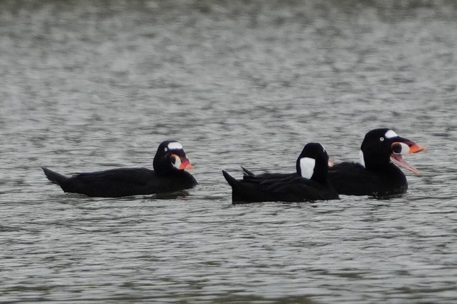 Surf Scoter - Emily Mackevicius