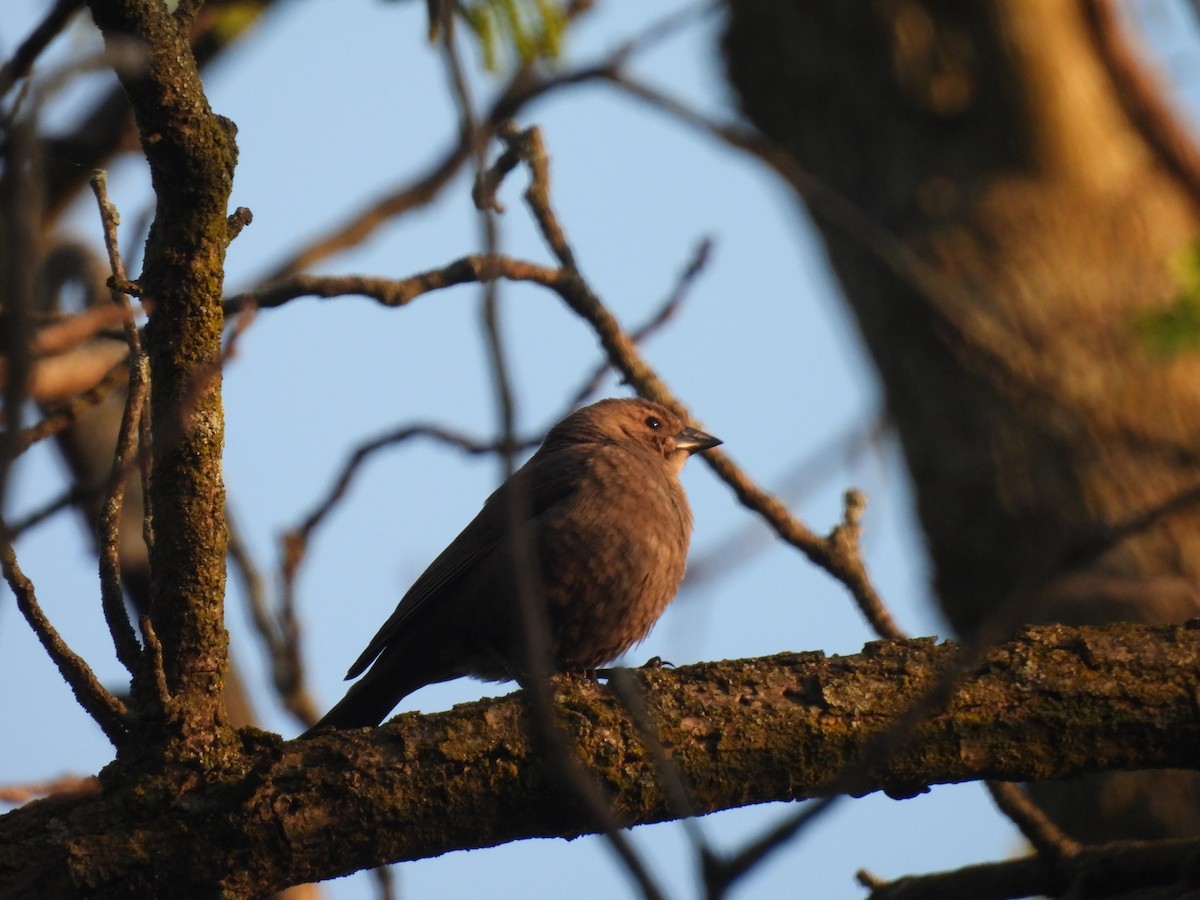 Brown-headed Cowbird - Kevork Bardak