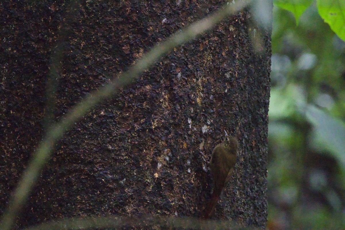 Wedge-billed Woodcreeper - allie bluestein