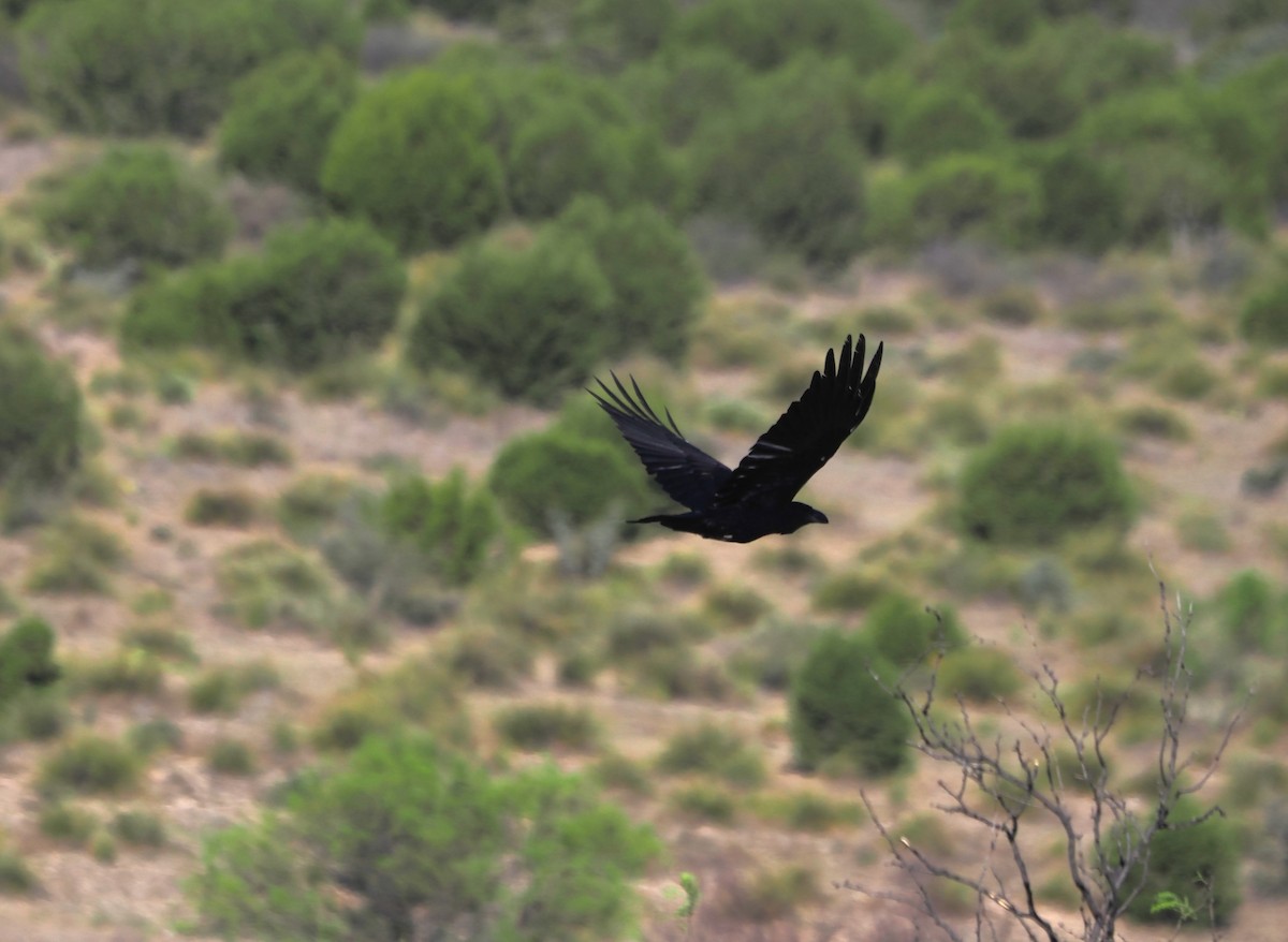 Chihuahuan Raven - Paul Linton