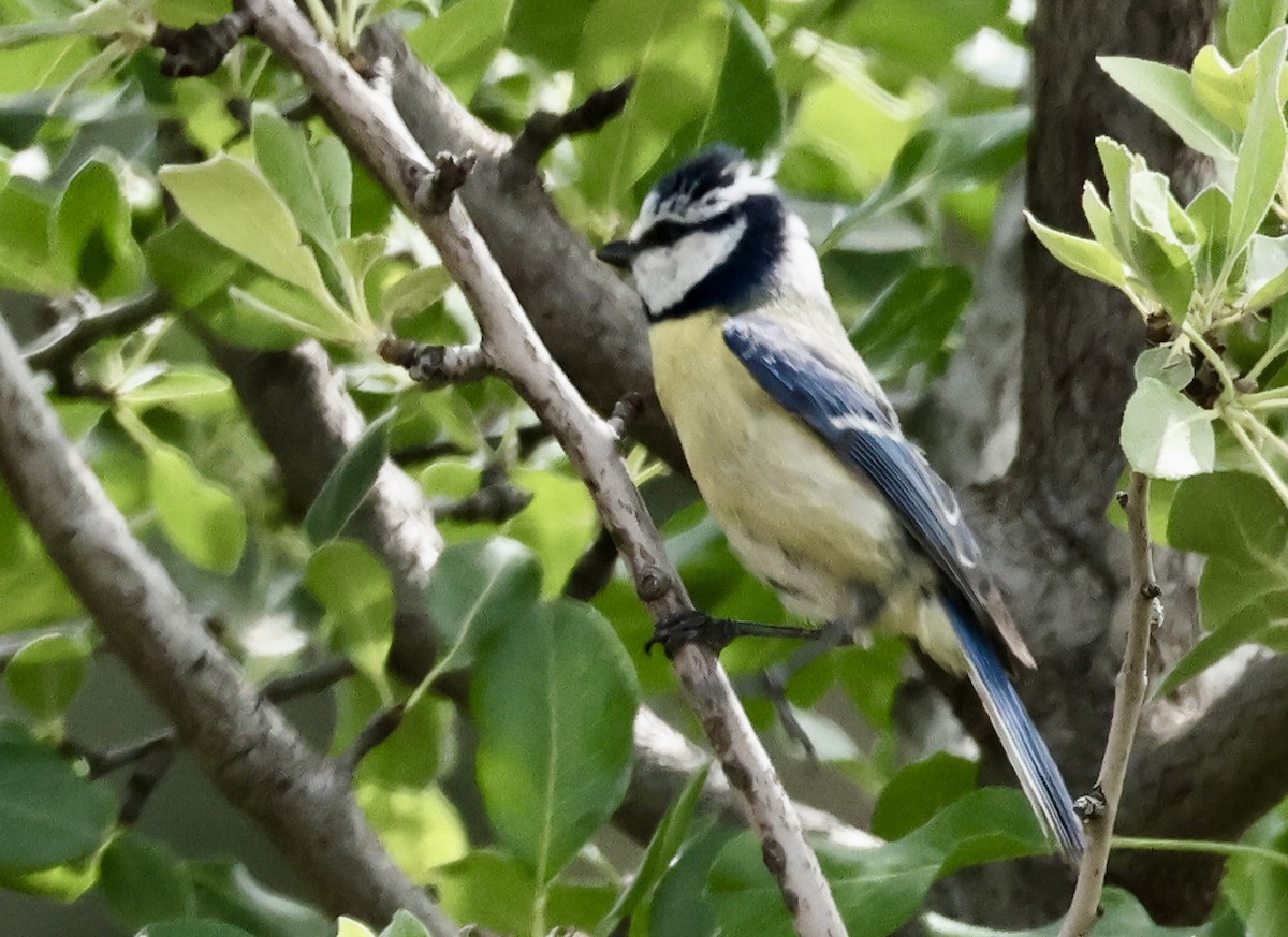 Eurasian Blue Tit - Murat Polat