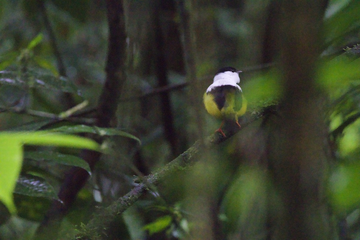 White-collared Manakin - allie bluestein