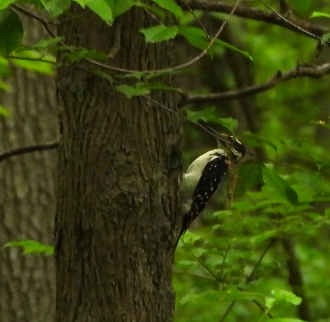 Hairy Woodpecker - Sharon Wilcox