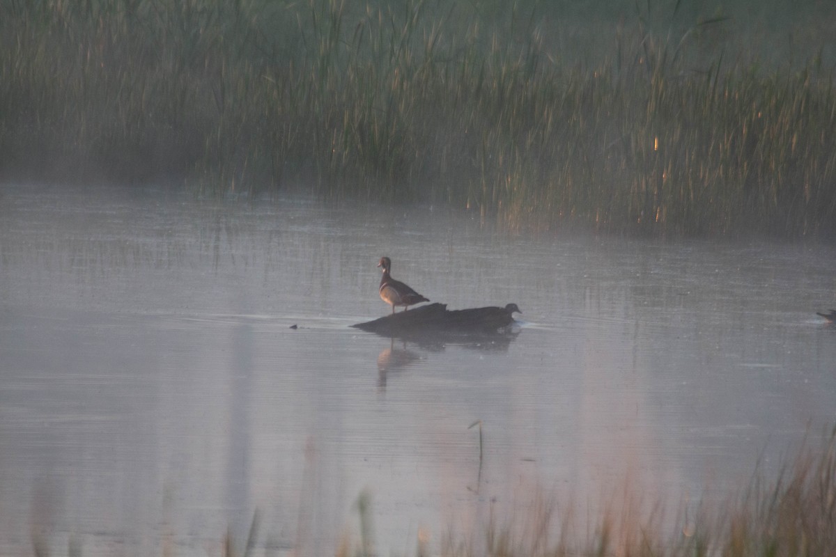 Wood Duck - Landon Belding