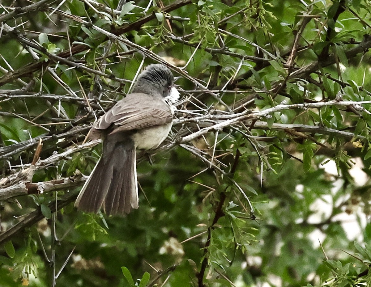 Lesser Whitethroat - Murat Polat