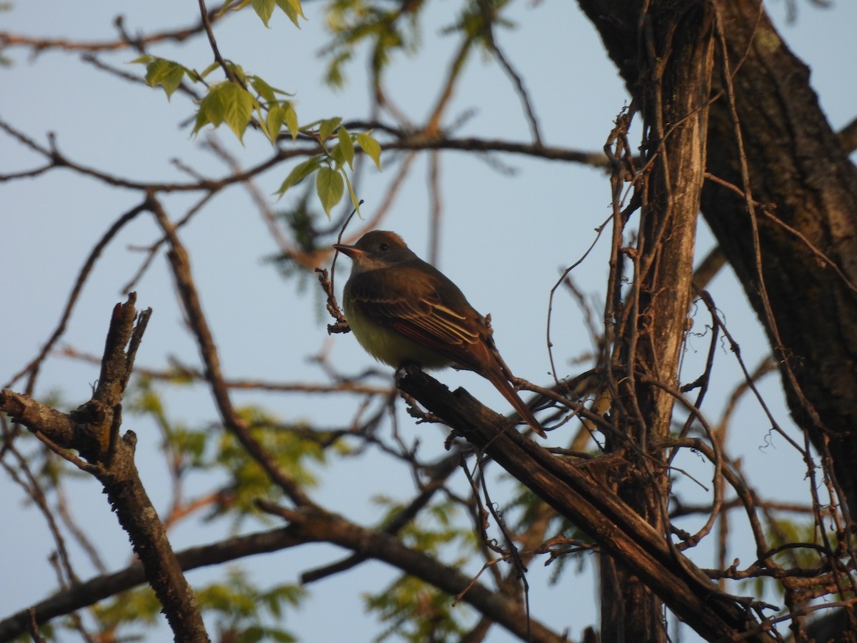 Great Crested Flycatcher - ML619308330