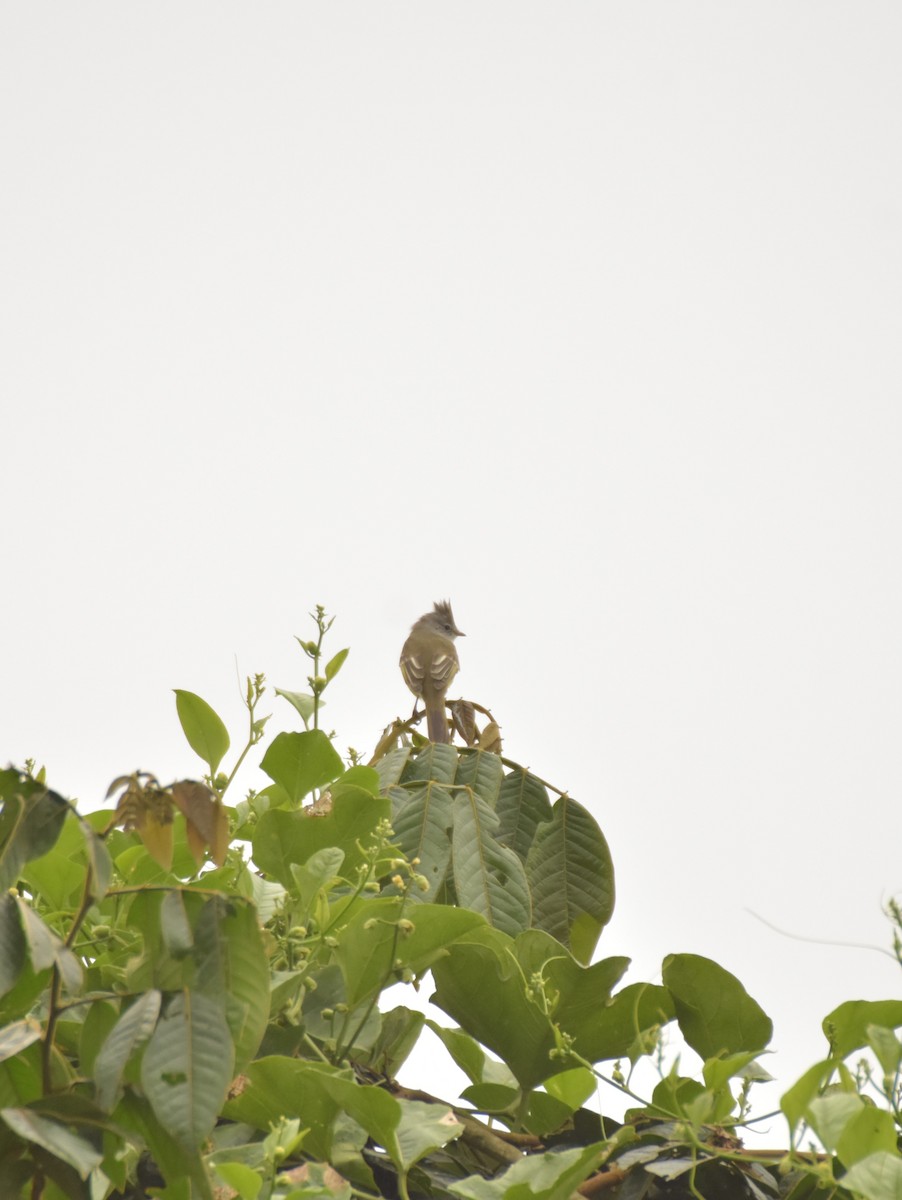 Yellow-bellied Elaenia - Sebastián Vizcarra