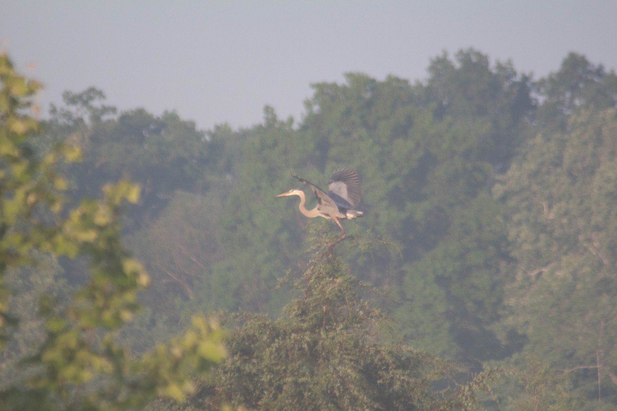 Great Blue Heron - Landon Belding