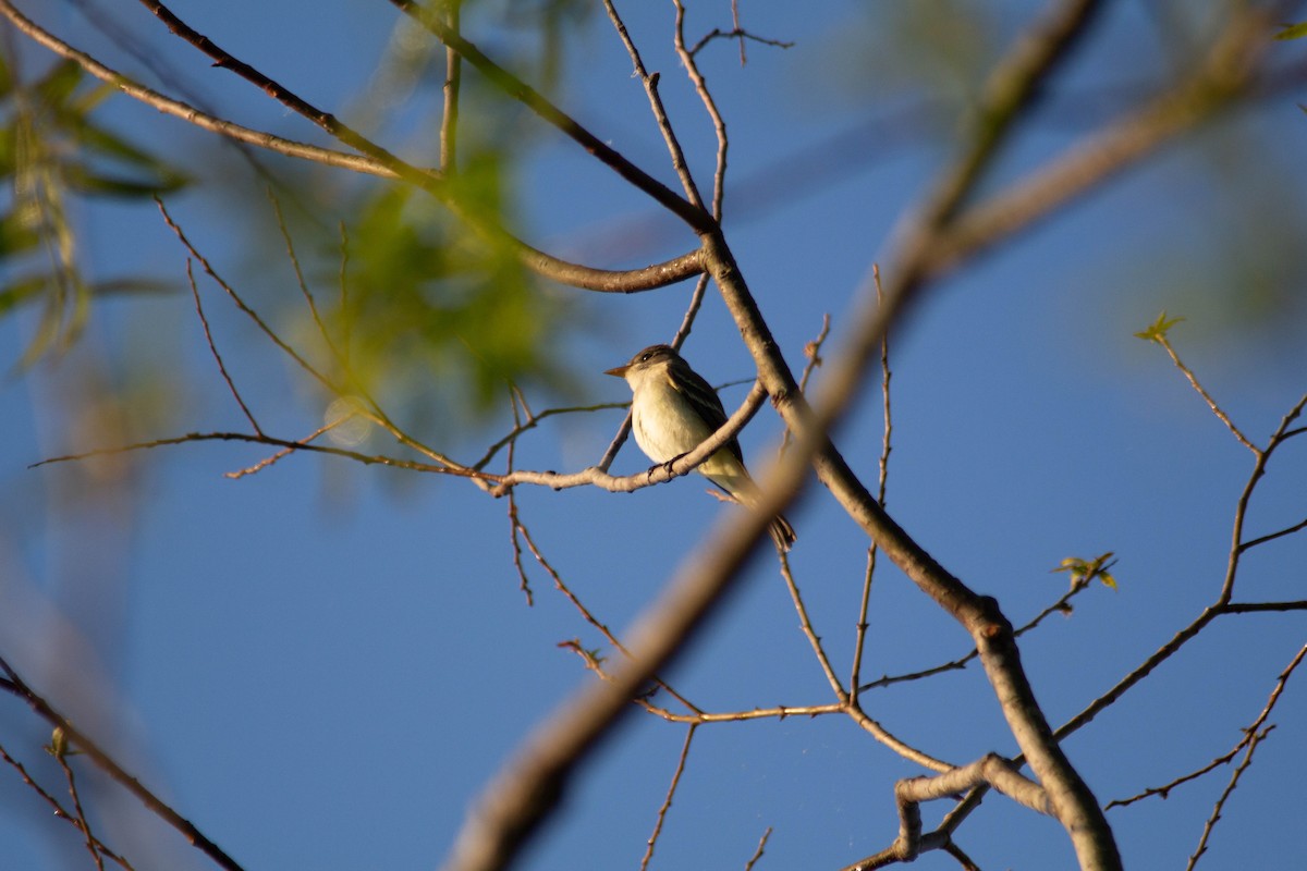 Willow Flycatcher - Landon Belding