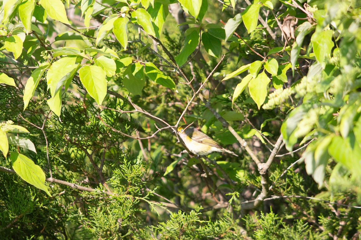 White-eyed Vireo - Landon Belding