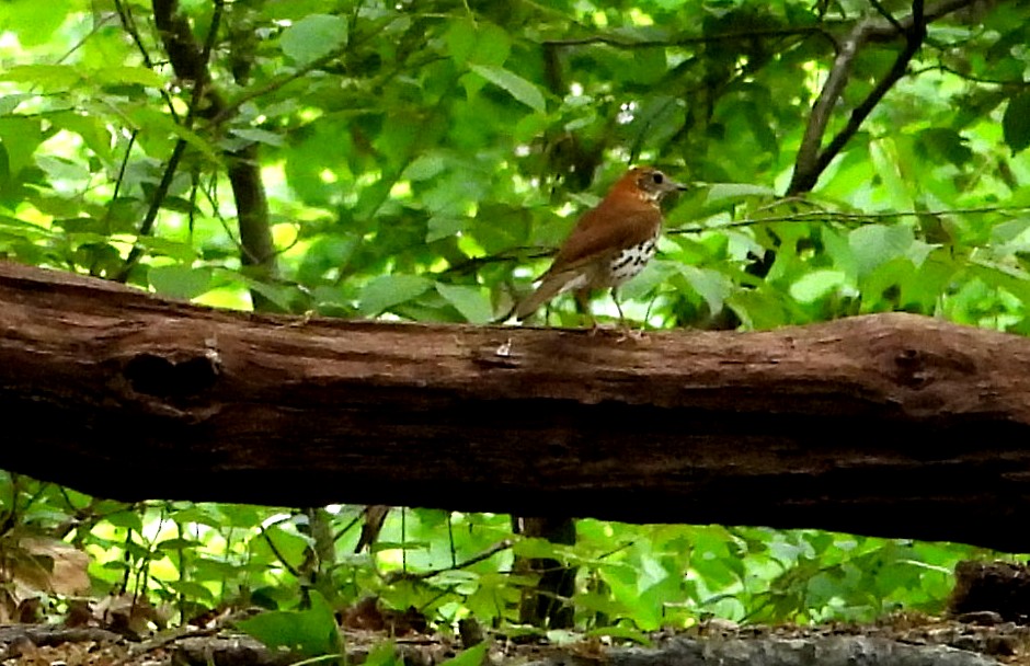 Wood Thrush - Sharon Wilcox