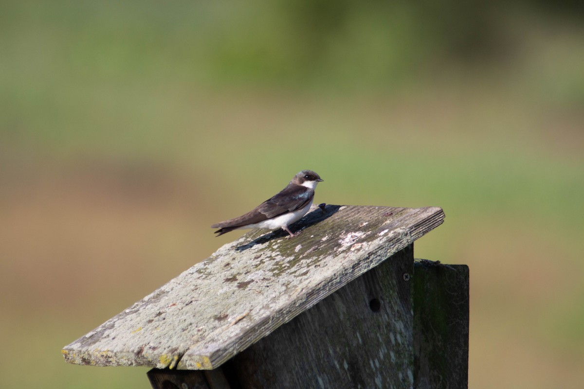 Tree Swallow - Landon Belding