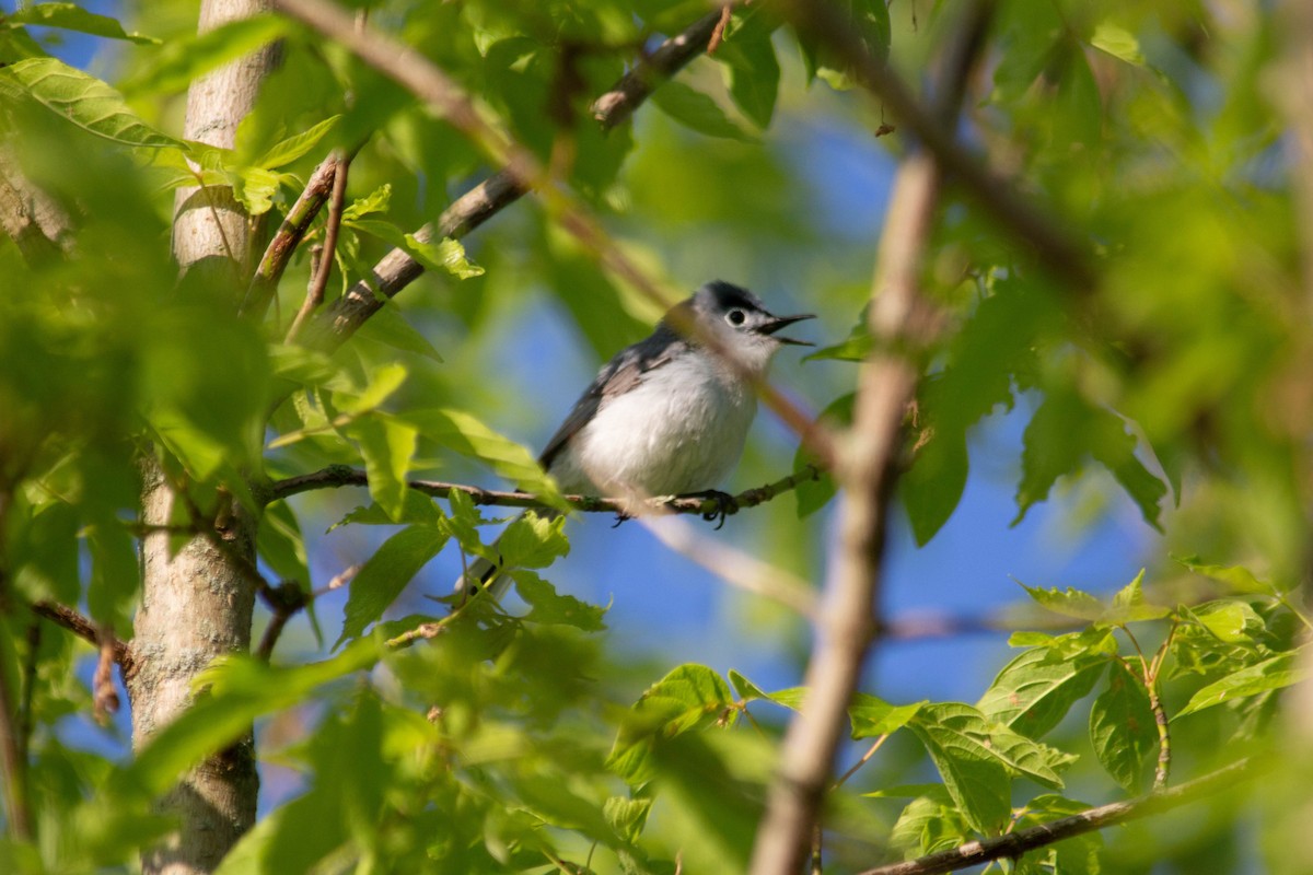 Blue-gray Gnatcatcher - Landon Belding