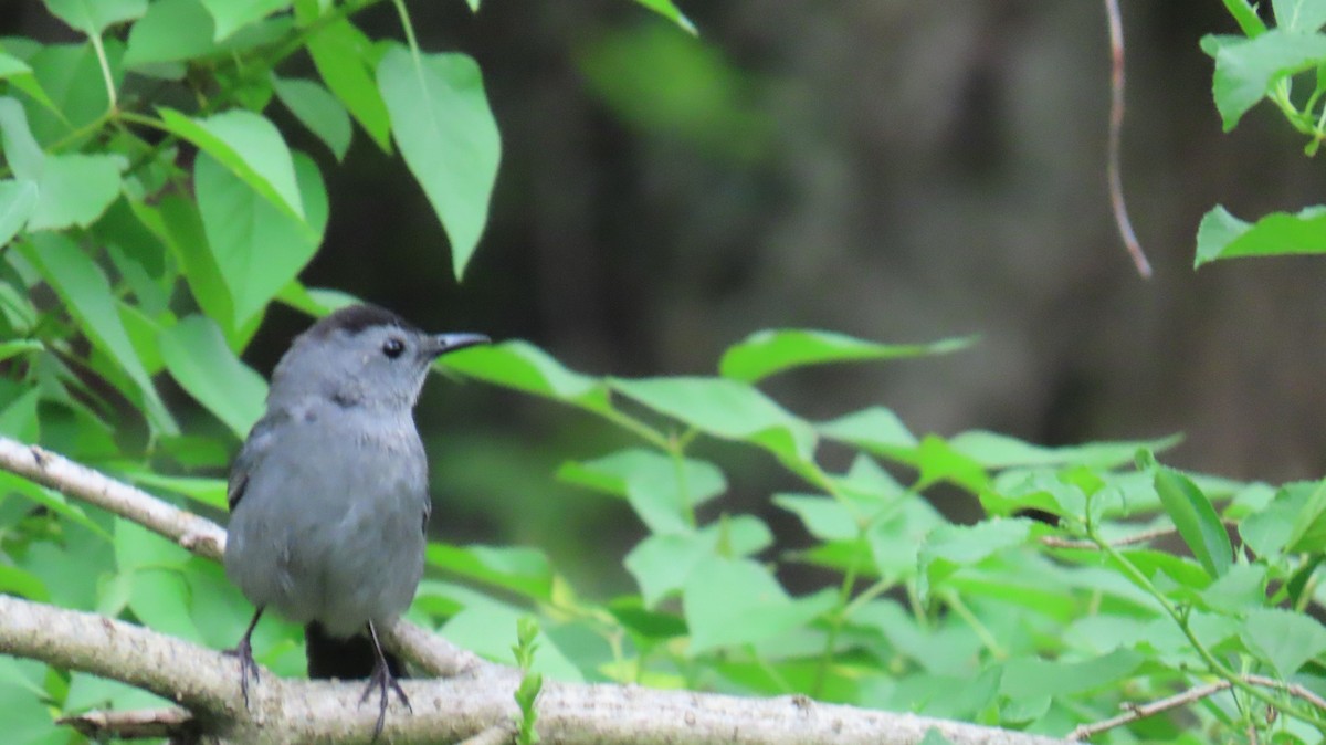 Gray Catbird - ML619308385