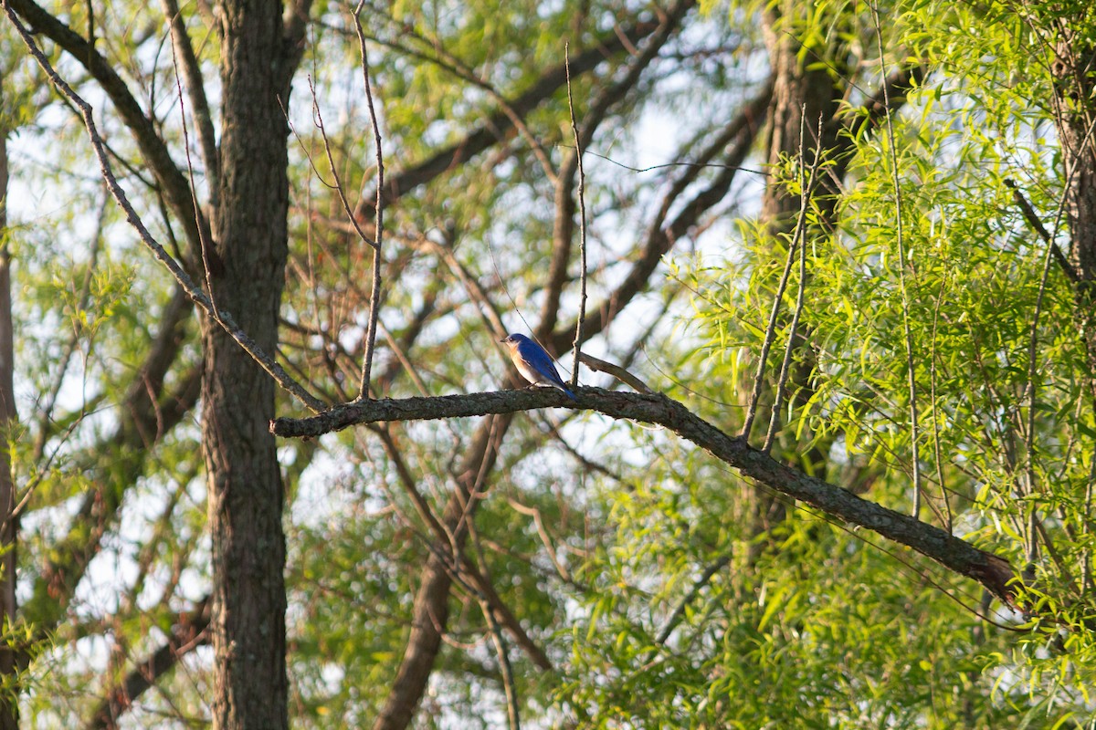 Eastern Bluebird - Landon Belding