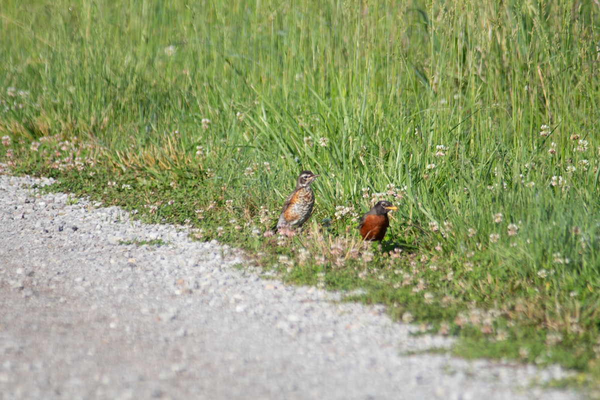 American Robin - ML619308390