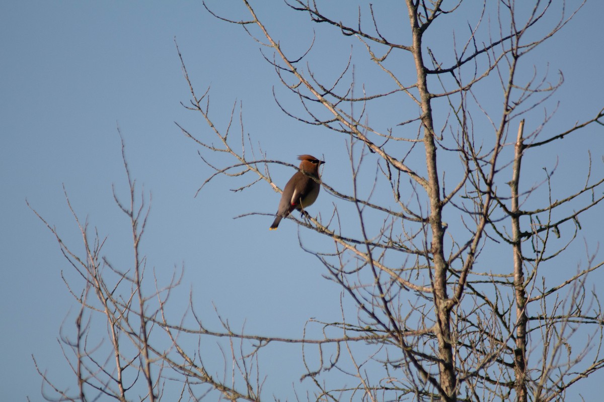 Cedar Waxwing - Landon Belding