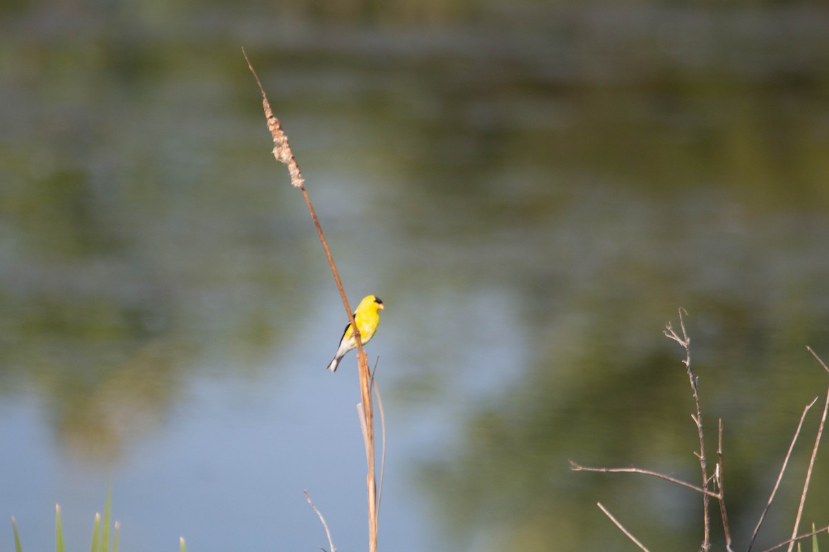 American Goldfinch - Landon Belding