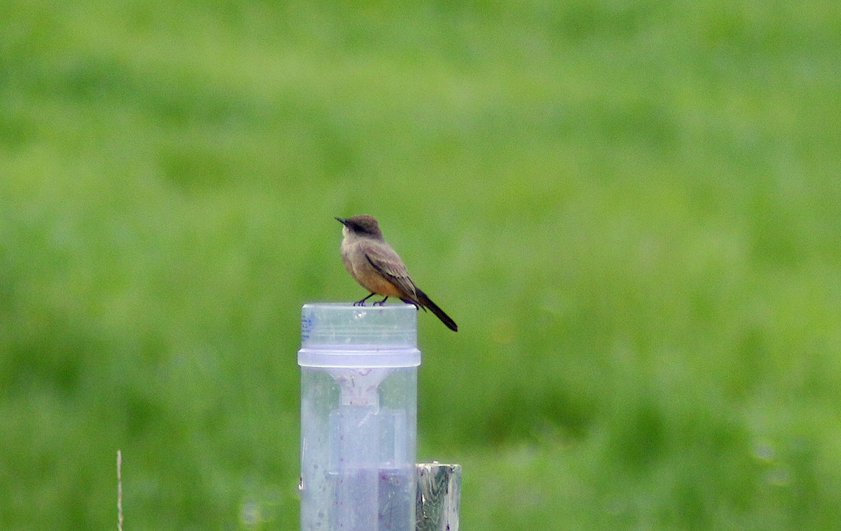 Say's Phoebe - Peter Fuller