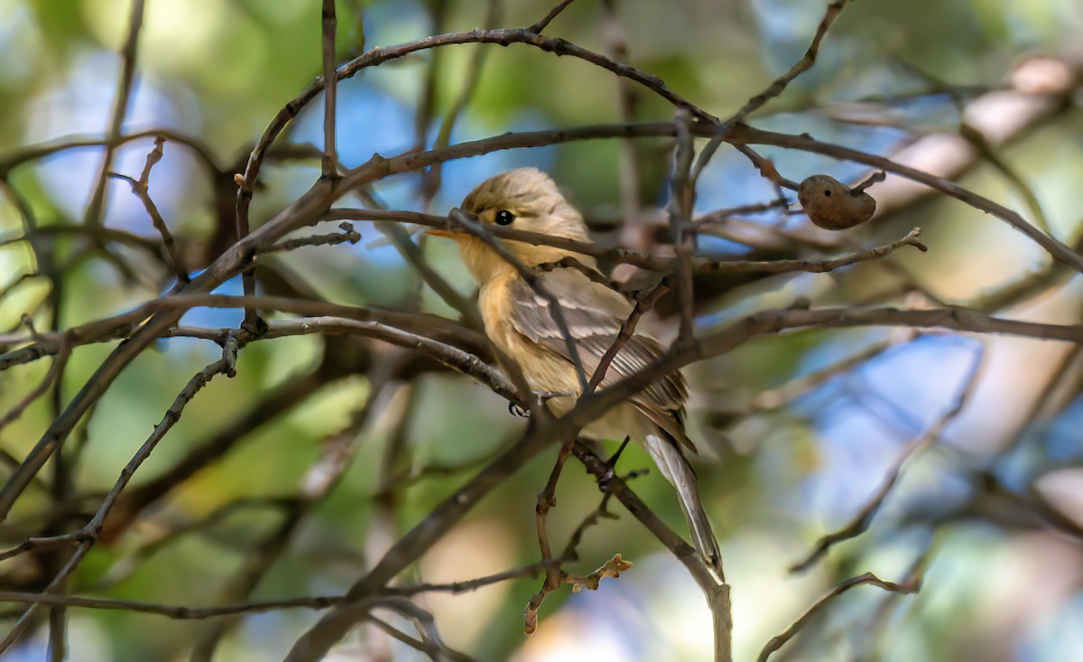 Buff-breasted Flycatcher - Christine Andrews