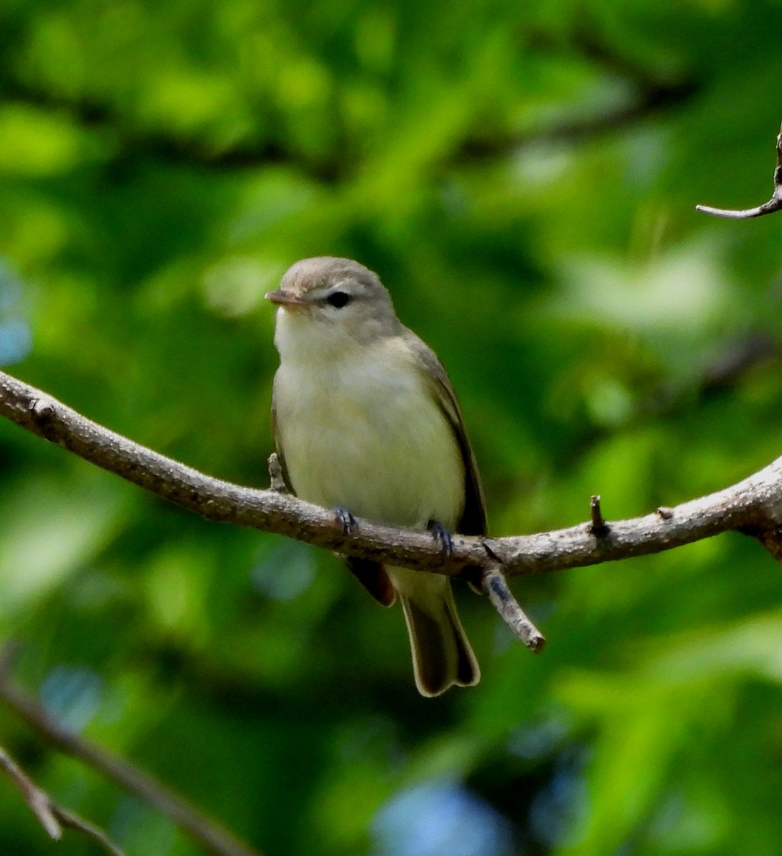 Warbling Vireo - Sharon Wilcox